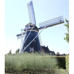 Horn - De Hoop 03